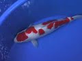 50cm Hoshikin Kohaku 50cm Hoshikin Kohaku