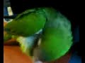 Rocchetto,pappagallo dice parolacce,talking parrot conta Rocchetto,pappagallo dice parolacce,talking parrot conta