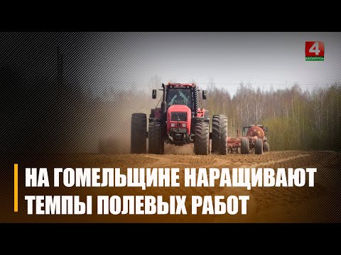 Аграрыі Гомельшчыны нарошчваюць тэмпы палявых работ видео