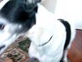 videos de zambie there is a cookie for u