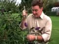 Prune Buddleia Prune Buddleia