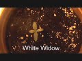 Crecimiento  Espectacular Cultivo Marihuana