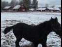 Shadow 5,5 månader