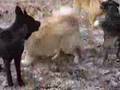 North Georgia Dog Pack! 