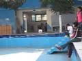 TRILCE jugando voley II