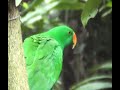 Rainforest Walk In Aviary At Australia Zoo Part 1