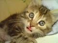 photos chatons