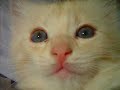 photos chatons