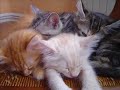 photos chatons