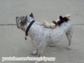 my favorite moments of my dog and cat! pitbull sharky and snowshoe max-arthur with chicks!!! they just are so mega adorable!! ;)

pitbull + snowshoe(siamese) + chicks = love ? 

thank you for commenting, rating and subscribing!!

love,
sharky, max & chicks



wanna see more:
http://www.youtube.com/texasgirly1979

music: cheap trick 