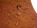 Hottentotta trilineatus feeding