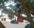 coleirinha-cantor-fa