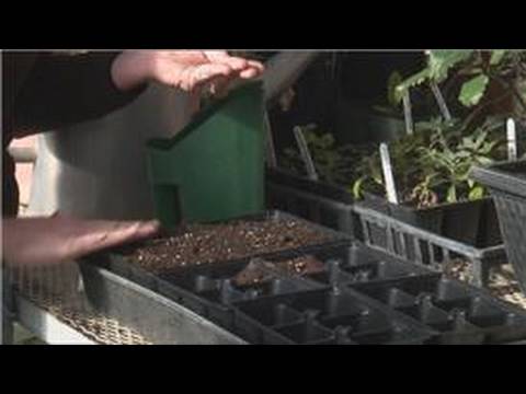 how to grow asparagus from seeds