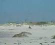 Self landing 5 lines 35knots plus