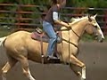 Palomino For Sale ~ NBHA Bagley, MN.