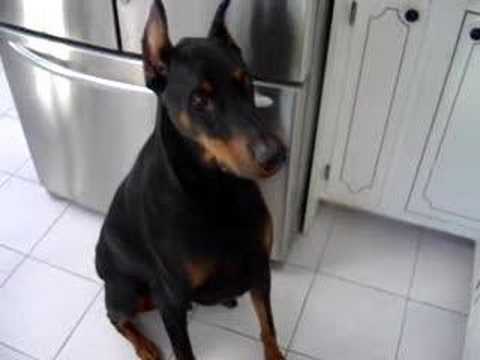 doberman