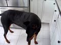 Dobermans... Bad?  Evil?  Vicious?  You decide...
