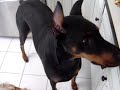Dobermans... Bad?  Evil?  Vicious?  You decide...