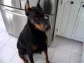 Dobermans... Bad? Evil? Vicious? You decide...