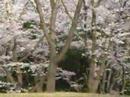 P�tales de sakuras qui volent au vent