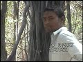 gir lion - amby's video