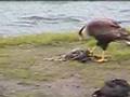 Carancho comiendo gallareta (Desagradable) avesdetuzona.com