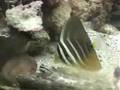 30 Gallon Reef Sail Fin and Foxface