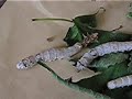 ?????The silkworm