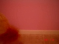 Lion webkinz eats shining star