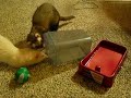 Ferrets VS the Auto Waterer