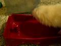 Ferrets VS the Auto Waterer