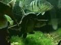 MONSTER-FISH