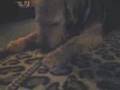 Airedale Terrier video
