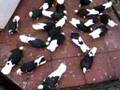 Pigeons Greek Doneks