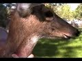 Deer in the Yard - the preview