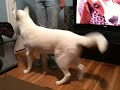 Obedient Husky