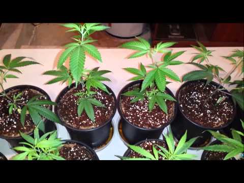 how to effectively grow weed