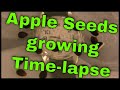 Appleseeds growing real fast .