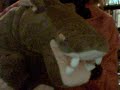 Aipo the Hippo