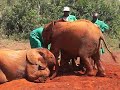 David Sheldrick: Elephant Orphanage (PLAY TIME)