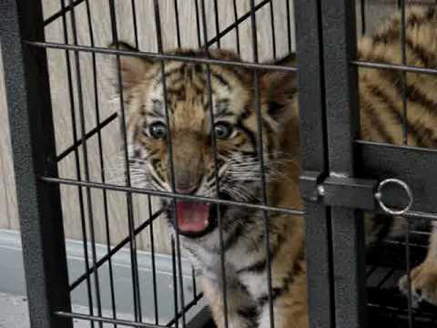 TIGER GROWL