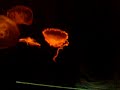 meduzas en el acuario guadalajara INCREIBLE
