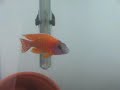Aulonocara Ruby red (MATEO)