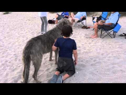 IRISH WOLFHOUND