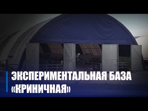 "Да кароў тут ставяцца з усёй душой". ЭКС-база "Крынічная" адна з паспяховых на Гомельшчыне видео