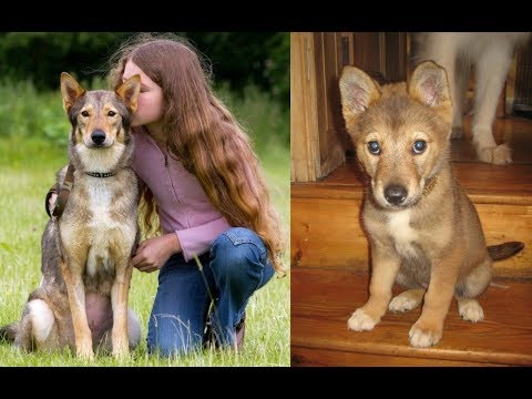 CLONING YOUR DEAD DOG - THE SAD TRUTH REVEALED..