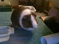 Cute guiney pig nips my nose! Cute guiney pig nips my nose!