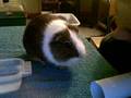 Cute guiney pig nips my nose!