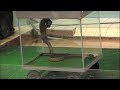Cobra Vs. Mongoose