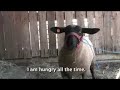 How to speak sheep